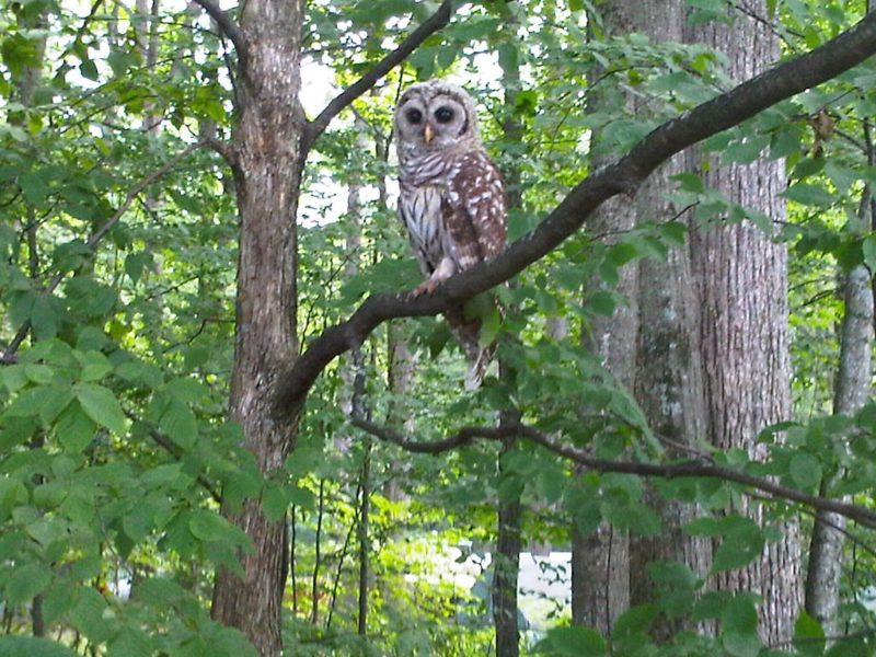 Owl from Summer Camp
